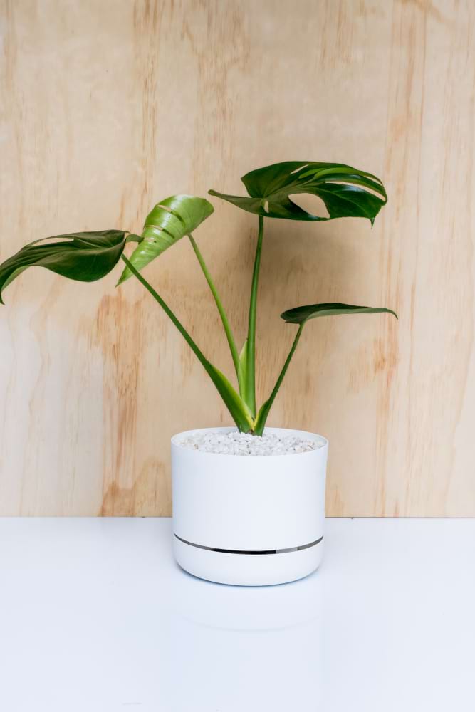 Small Plant + Pot